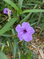Ruellia simplex