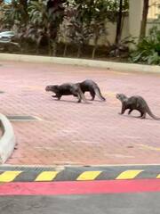 Lutrogale perspicillata