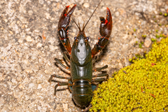 Euastacus suttoni