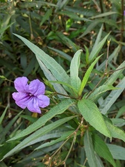 Ruellia simplex