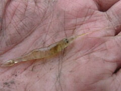 Palaemon kadiakensis