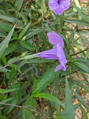 Ruellia simplex