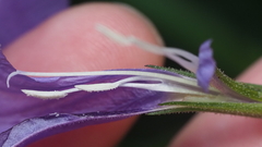 Ruellia simplex