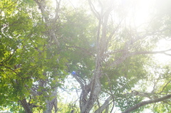 Dalbergia granadillo