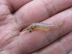 Palaemon kadiakensis