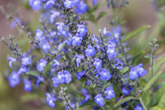 Salvia azurea