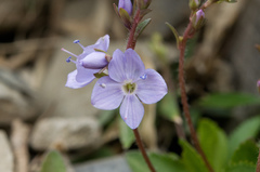 Veronica morrisonicola