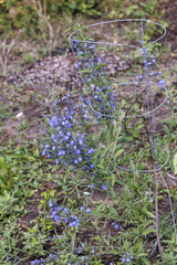 Salvia azurea