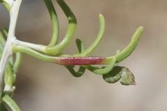 Protaplonyx sarcobati