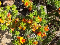 Pultenaea procumbens