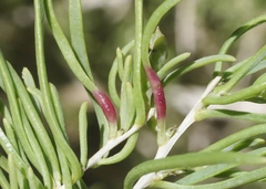 Protaplonyx sarcobati