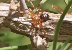 Philodromus insperatus