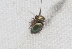 Sassacus papenhoei