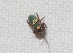 Sassacus papenhoei