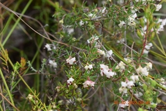 Erica obtusata