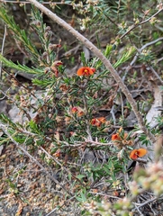Dillwynia hispida