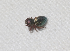 Sassacus papenhoei