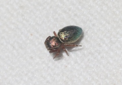 Sassacus papenhoei