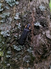 Cantharis obscura
