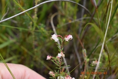 Erica obtusata