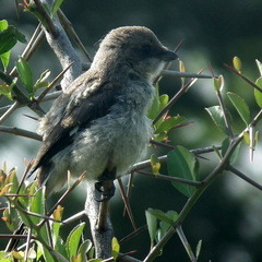 Lanius collaris collaris