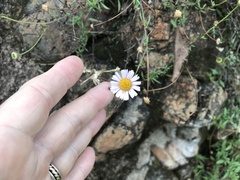 Felicia muricata