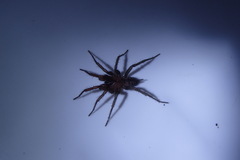 Paraembolides variabilis