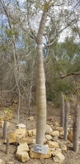 Pachypodium lamerei