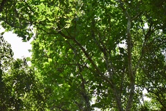 Erythrina poeppigiana