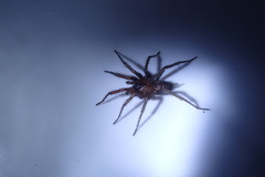 Paraembolides variabilis