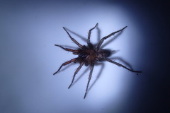 Paraembolides variabilis