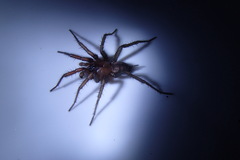 Paraembolides variabilis