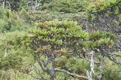 Rhododendron pseudochrysanthum