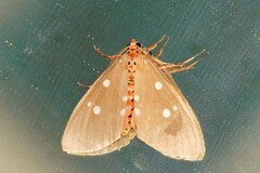 Tinolius eburneigutta