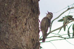 Climacteris picumnus