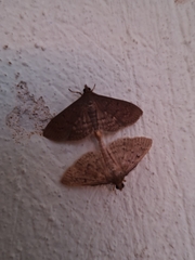 Herpetogramma licarsisalis