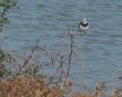 Epthianura albifrons