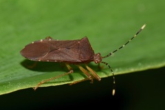 Anasa bellator