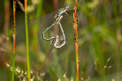 Austrolestes cingulatus