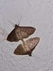 Herpetogramma licarsisalis