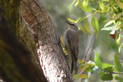 Climacteris picumnus