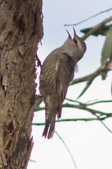 Climacteris picumnus