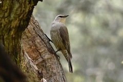 Climacteris picumnus