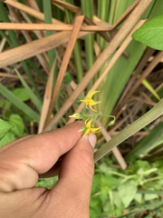 Solanum pimpinellifolium