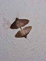 Herpetogramma licarsisalis