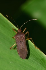 Anasa bellator