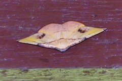 Hypochrosis flavifusata