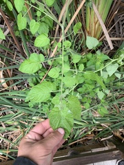 Solanum pimpinellifolium