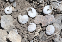 Oreohelix