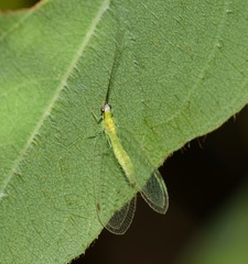 Chrysopidae